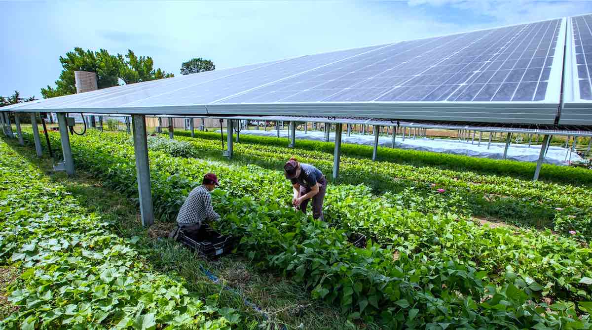 Energía Agrovoltaica - Energía Solar Fotovoltaica Para La Agricultura